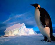 Пингвины: описание видов, особенностей и мест, где они живут